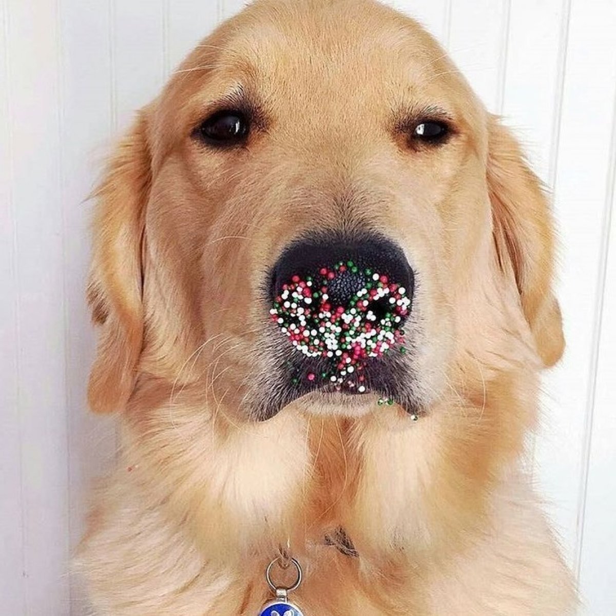 Много собак