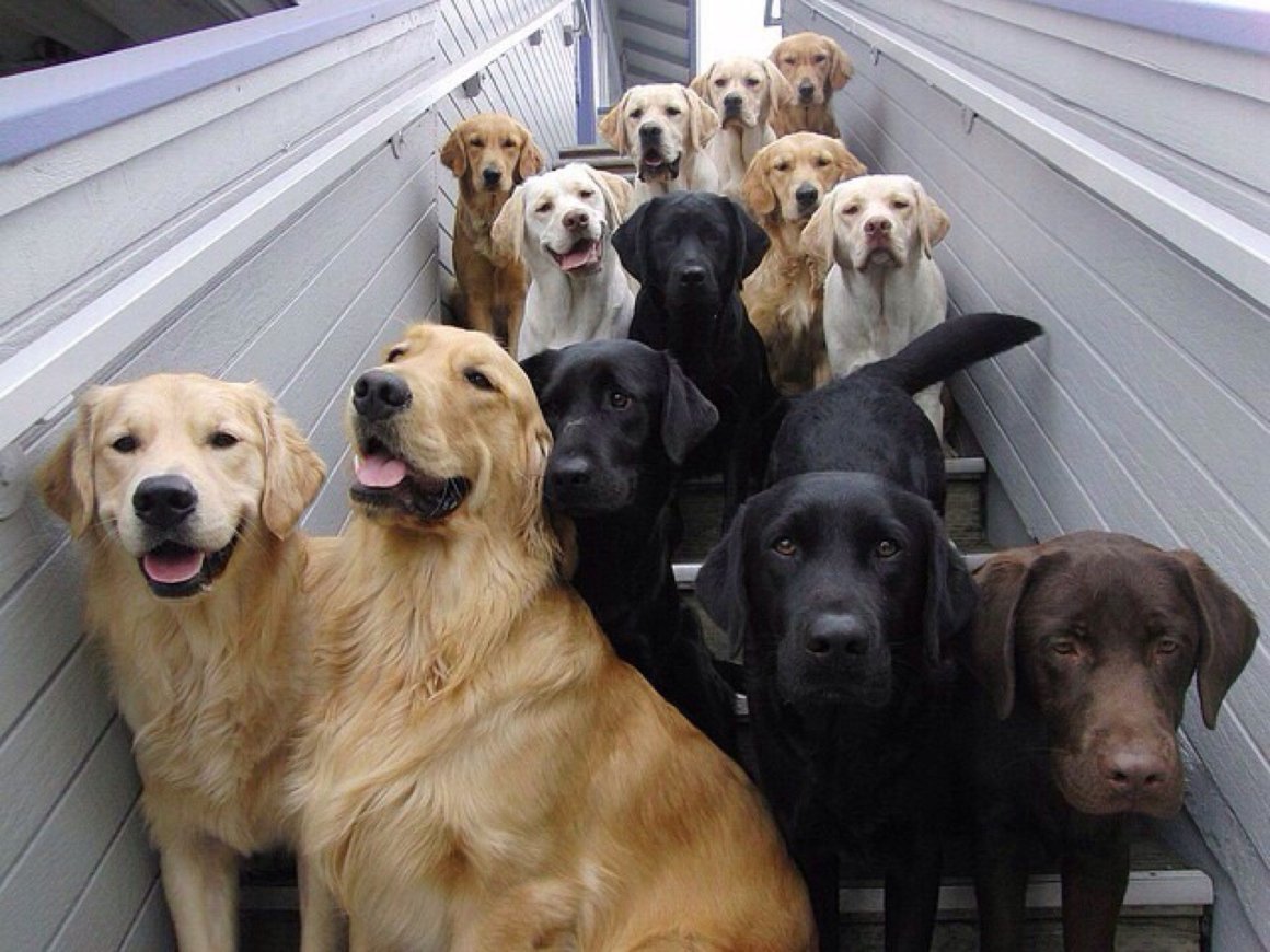 Лучшие семейные собаки