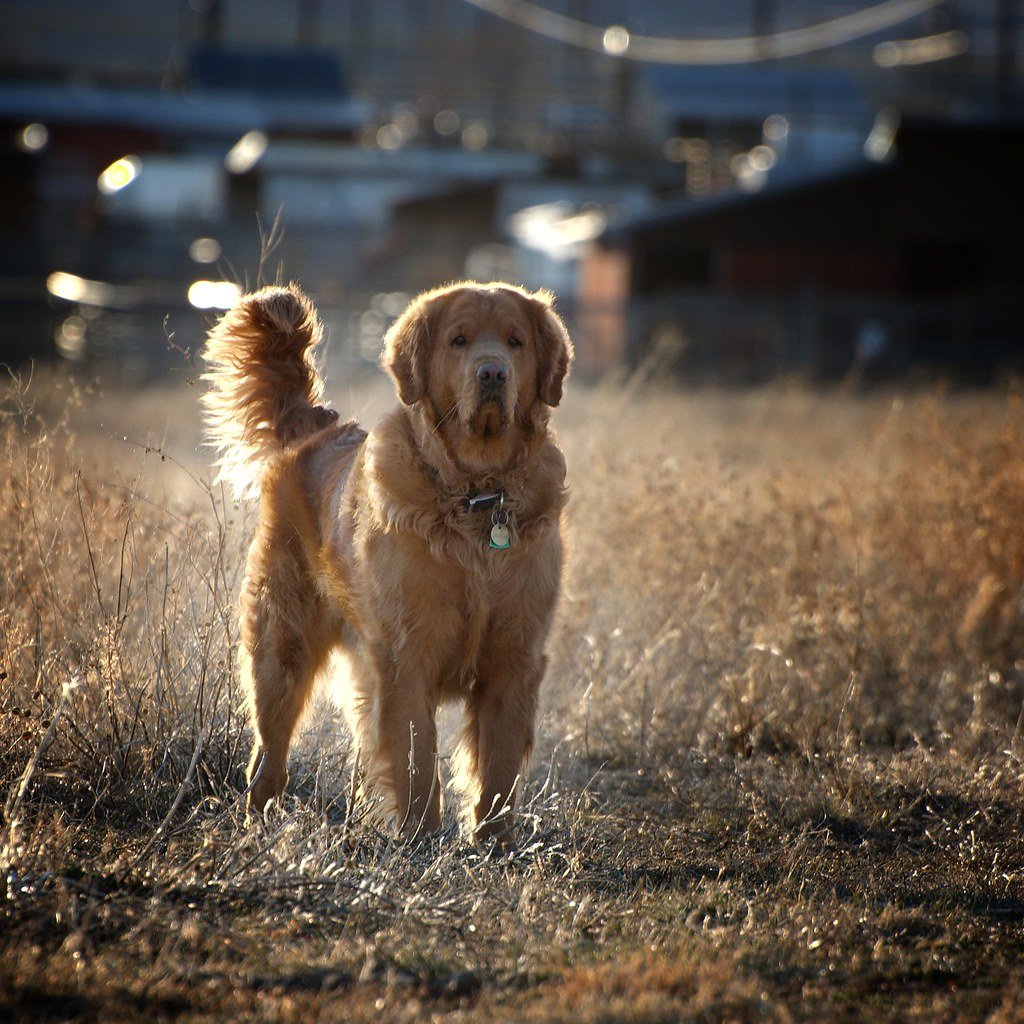 Такер золотистый ретривер