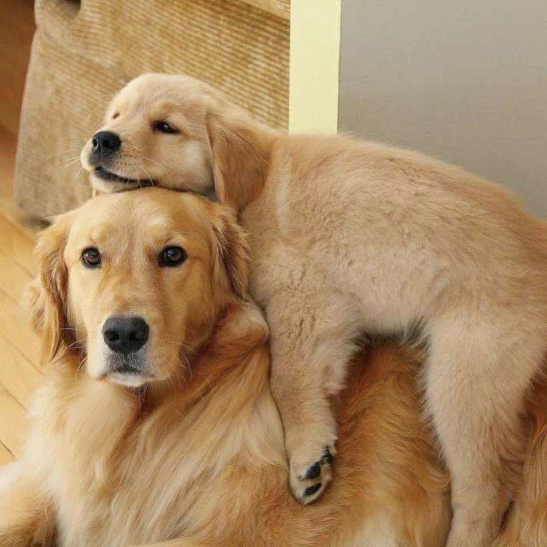 Дружелюбный щенок