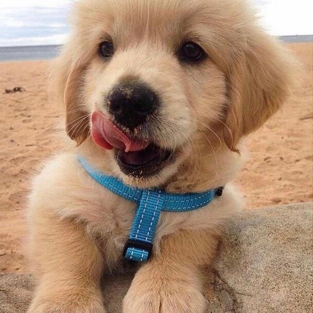 Милые собачки золотистый ретривер