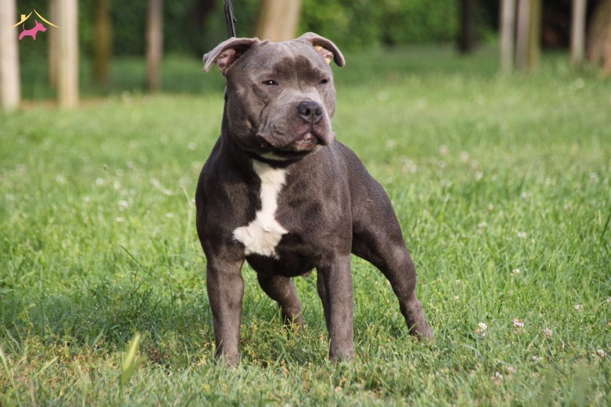 Стаффордширский бультерьер 1940