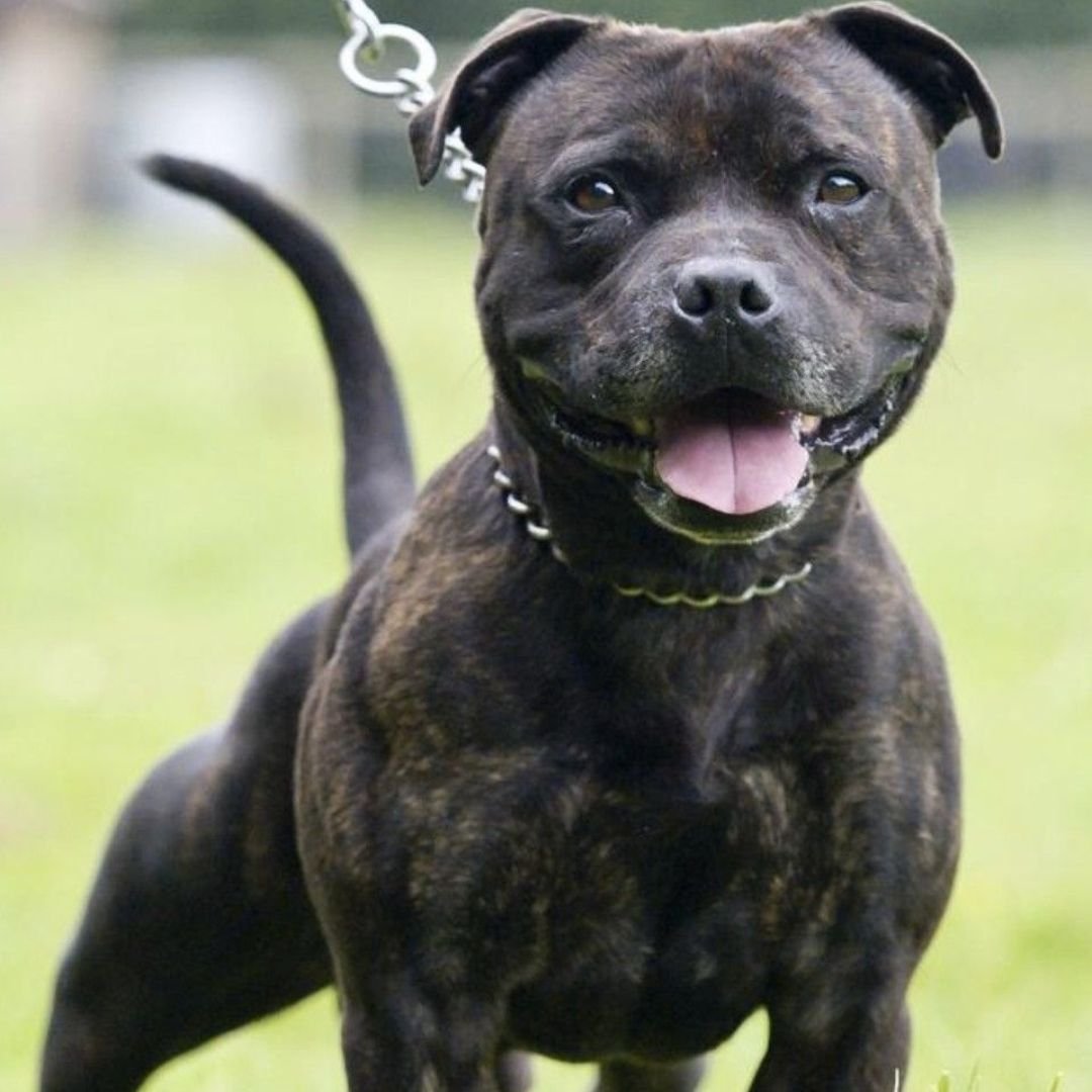 Стандарт американского стаффордширского терьера рост вес