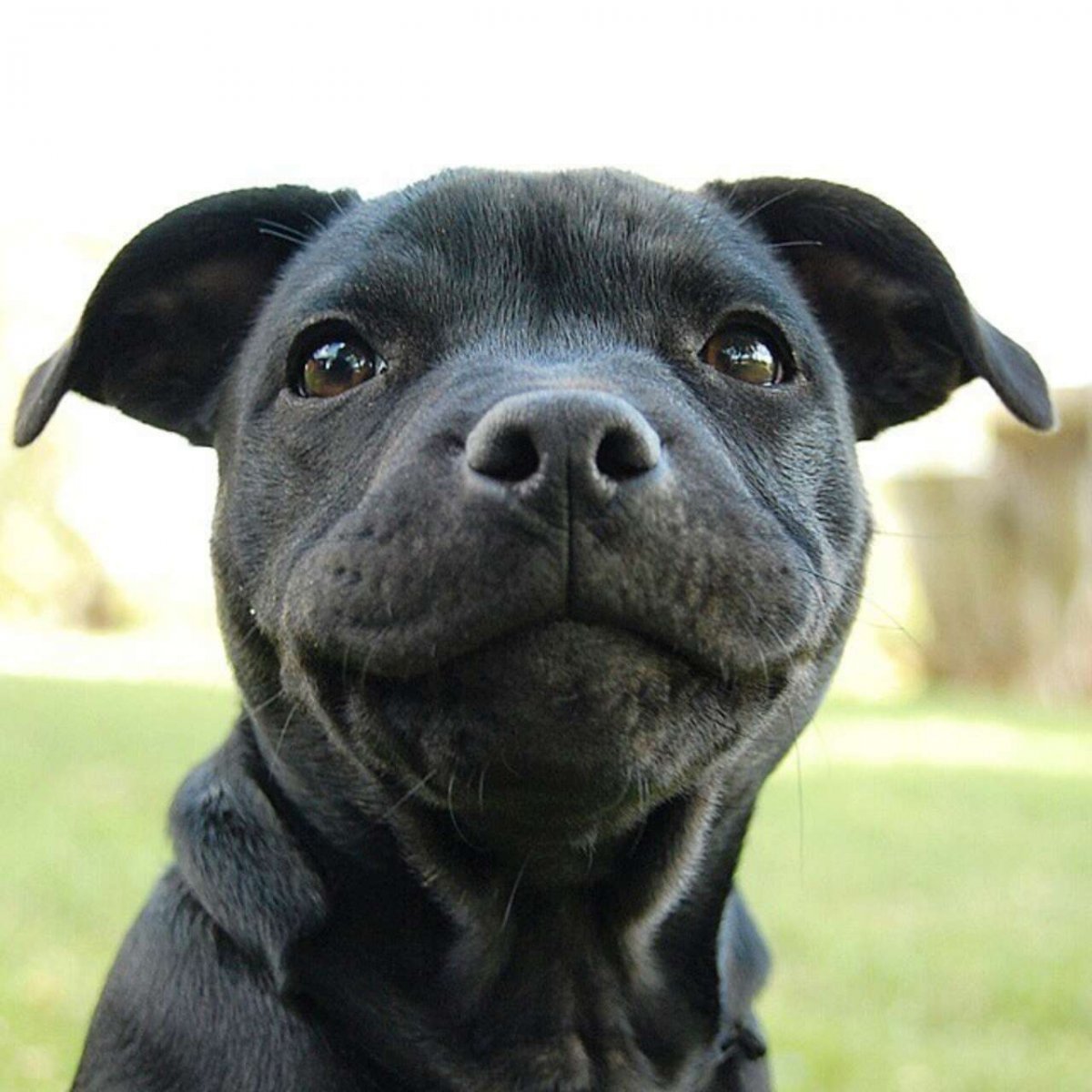 Стаффордширский бультерьер терьеры