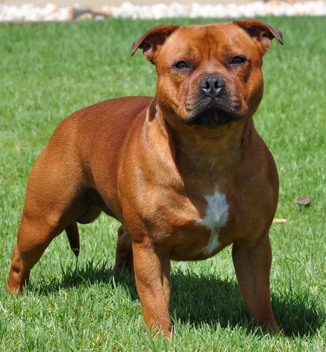 Стаффордширский бультерьер