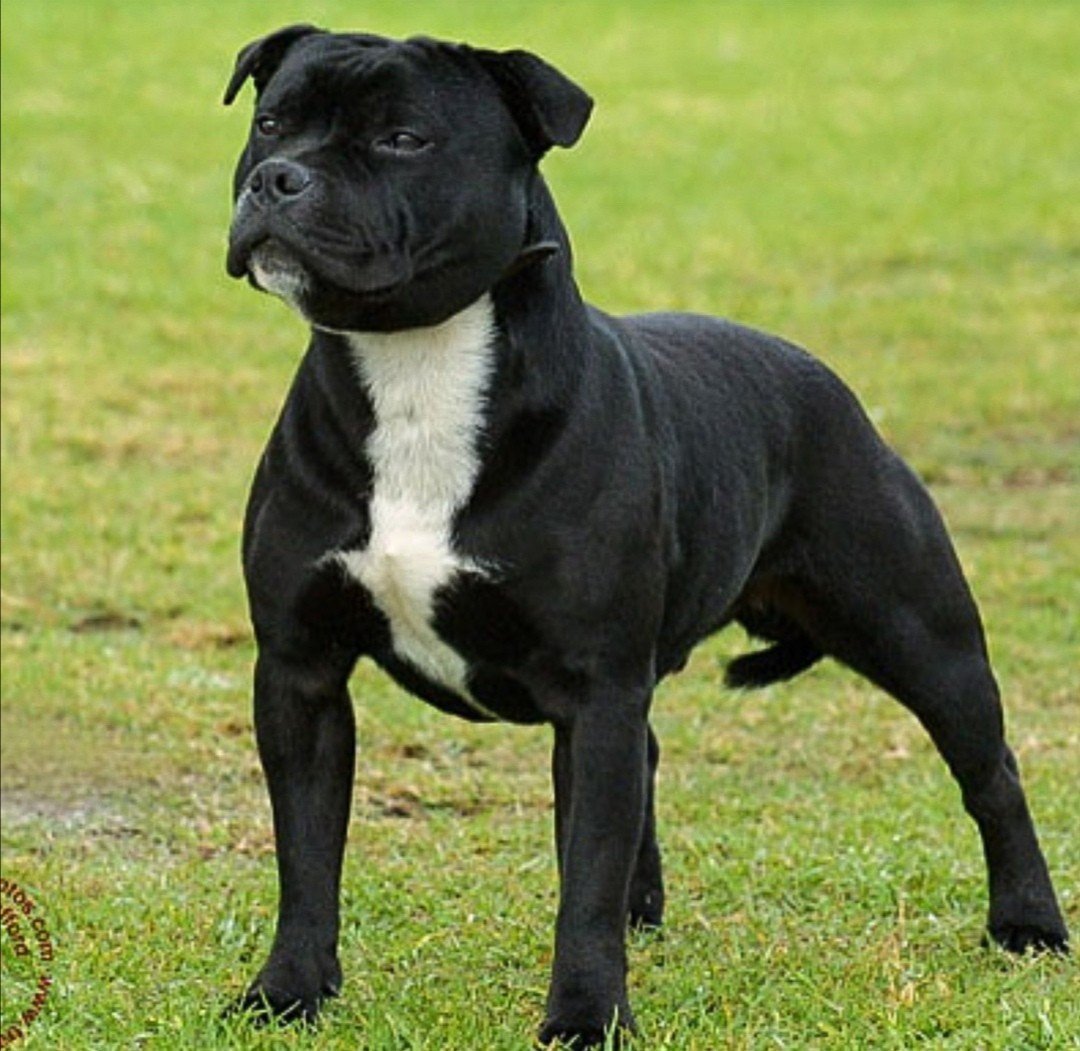 Стаффордширский бультерьер тигровый