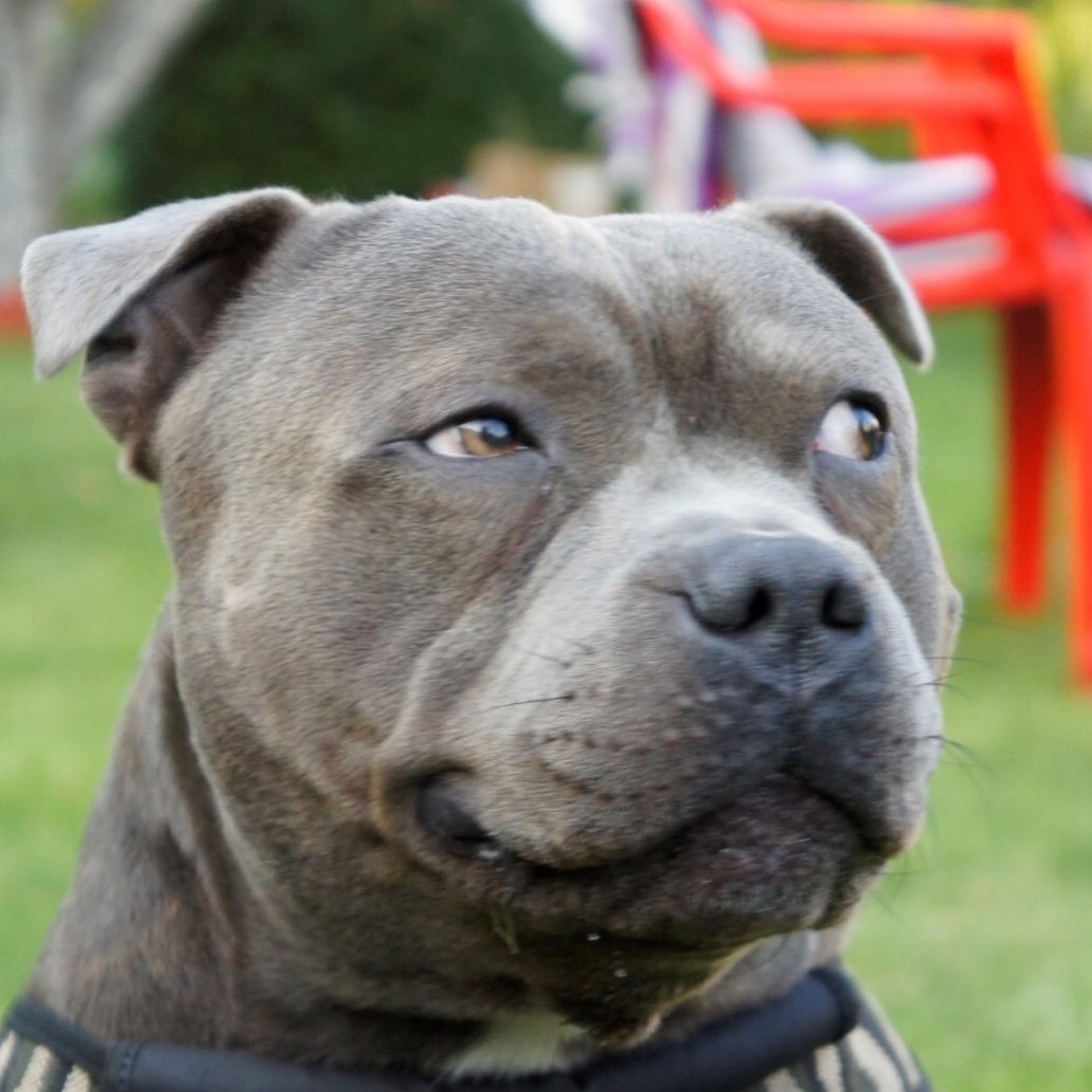 Стаффордширский бультерьер черный