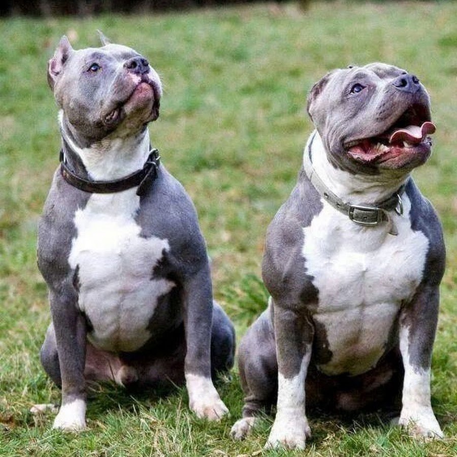 Американский питбультерьер злой