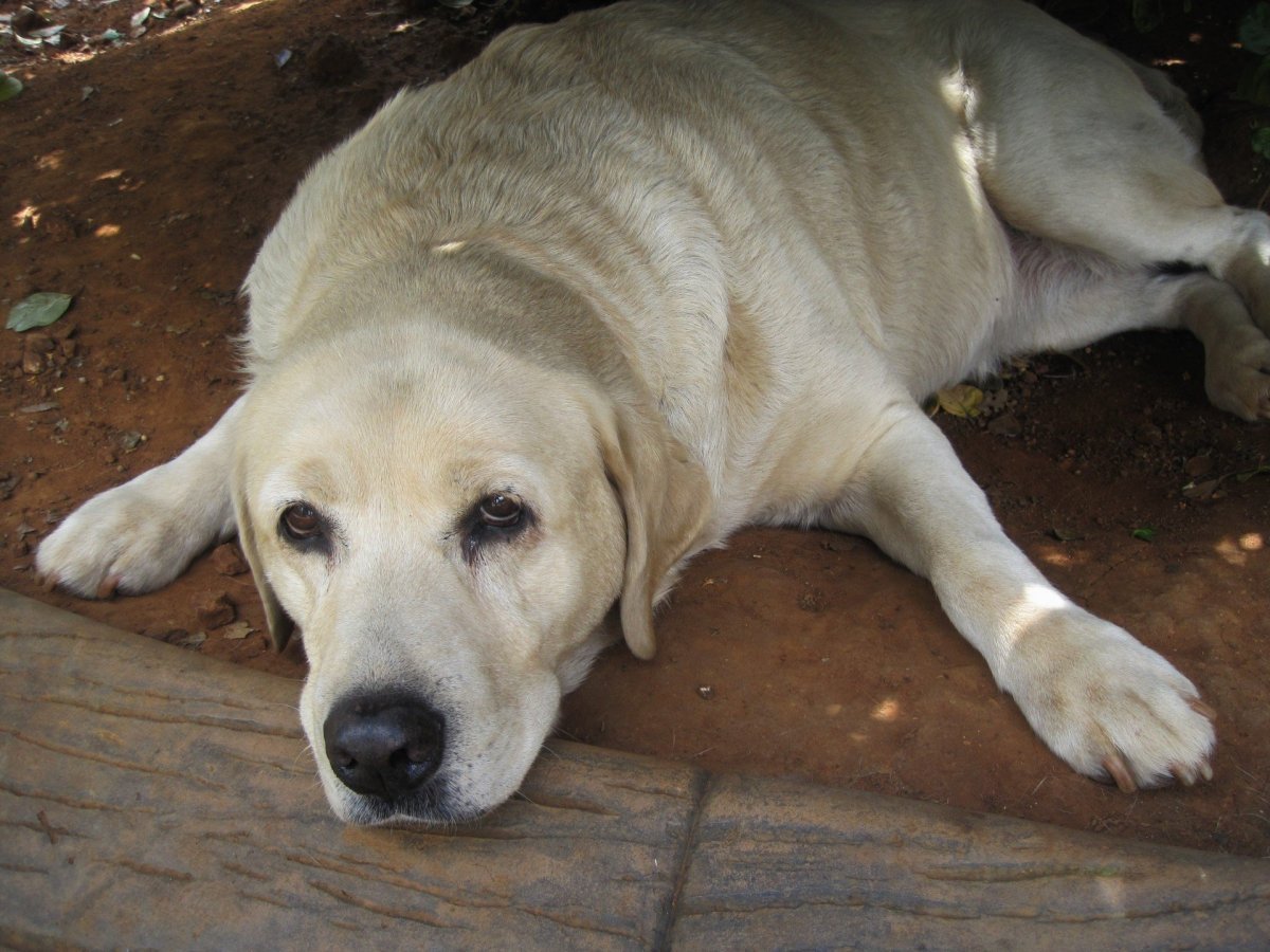 Смешные лабрадоры