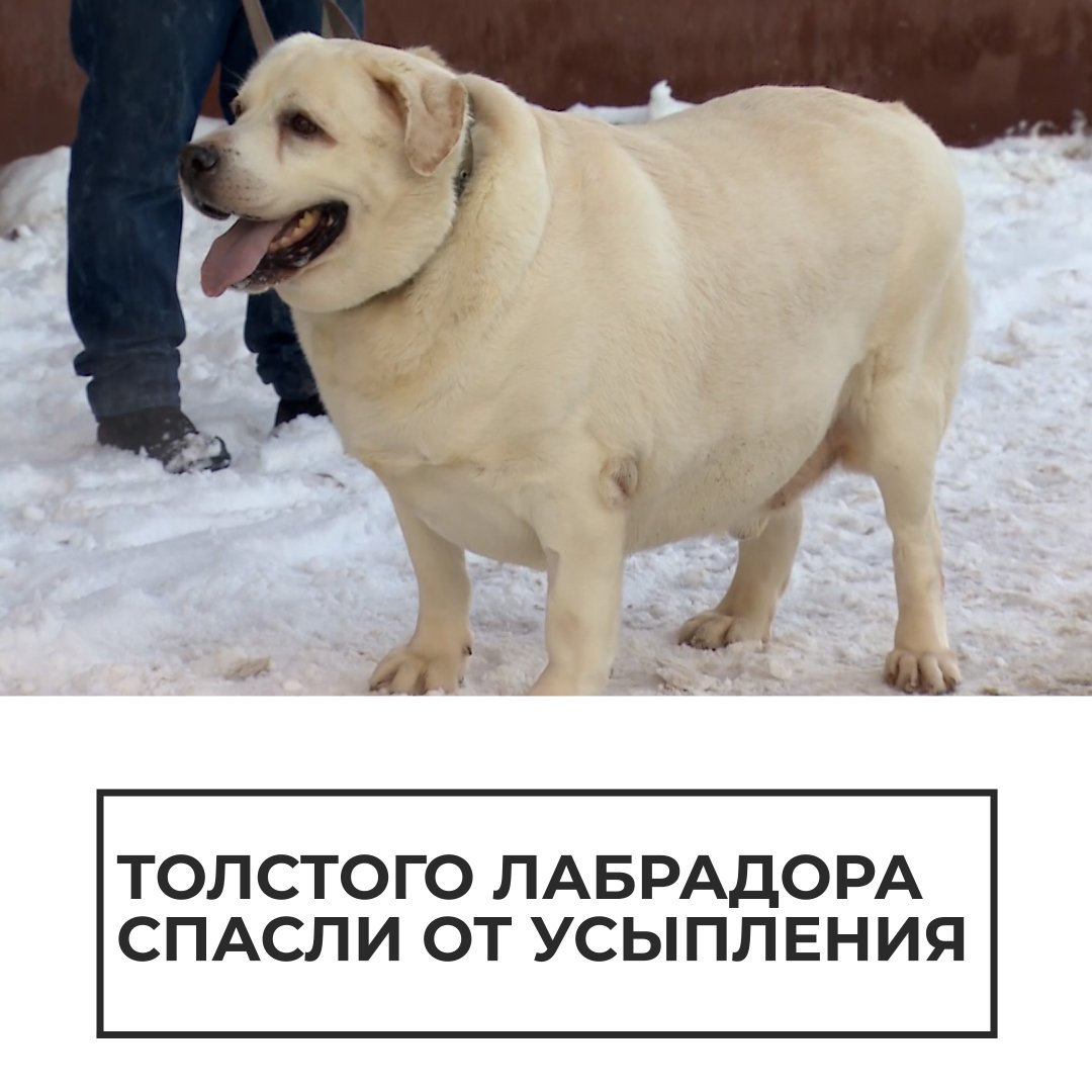 Ожиревший лабрадор