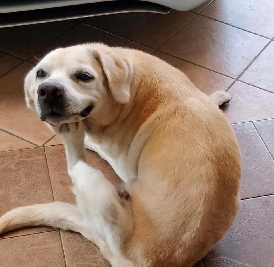 Диван для собаки