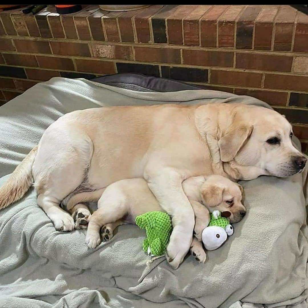 Толстый лабрадор