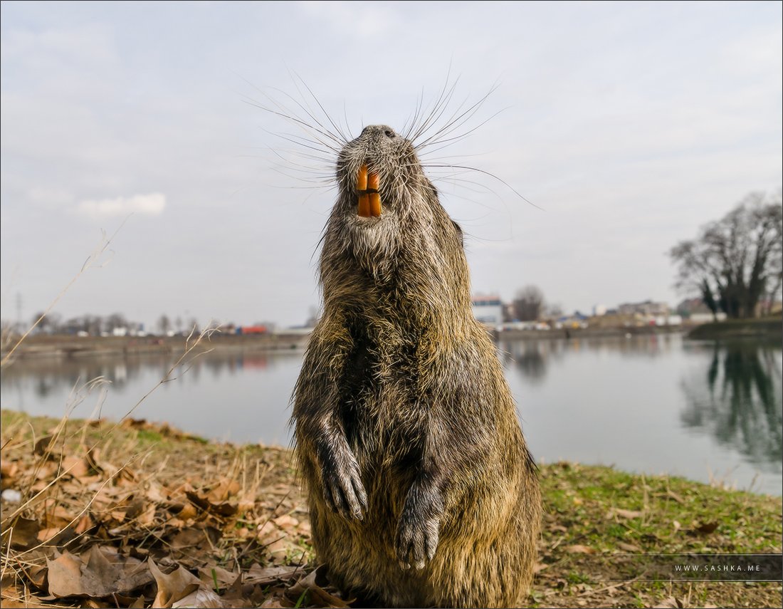 Нутрия и ондатра
