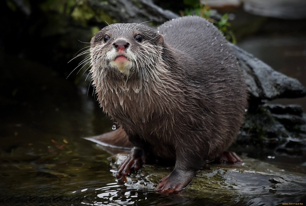 Выдра ондатра нутрия