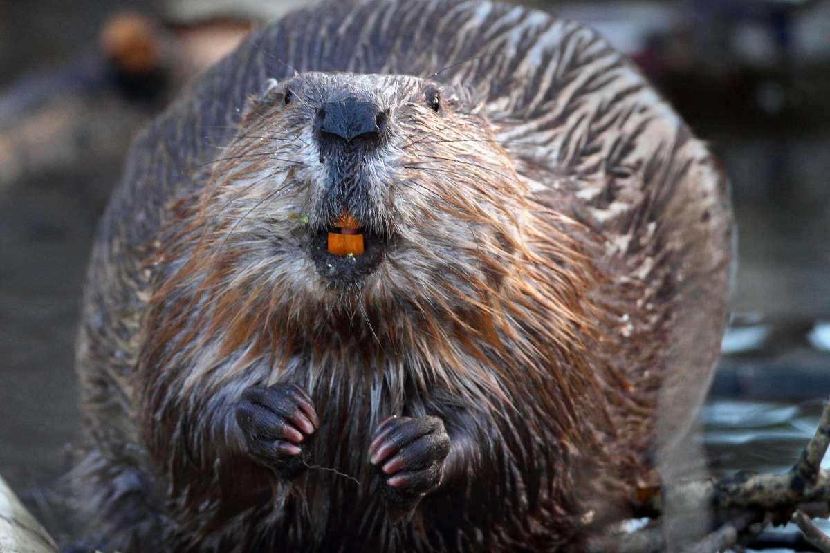 Что ест бобер