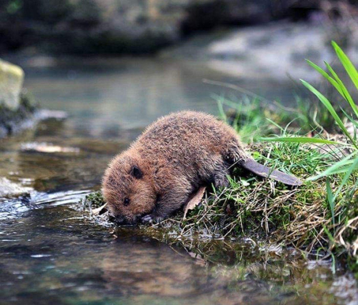 Бобр бобриха и бобрята