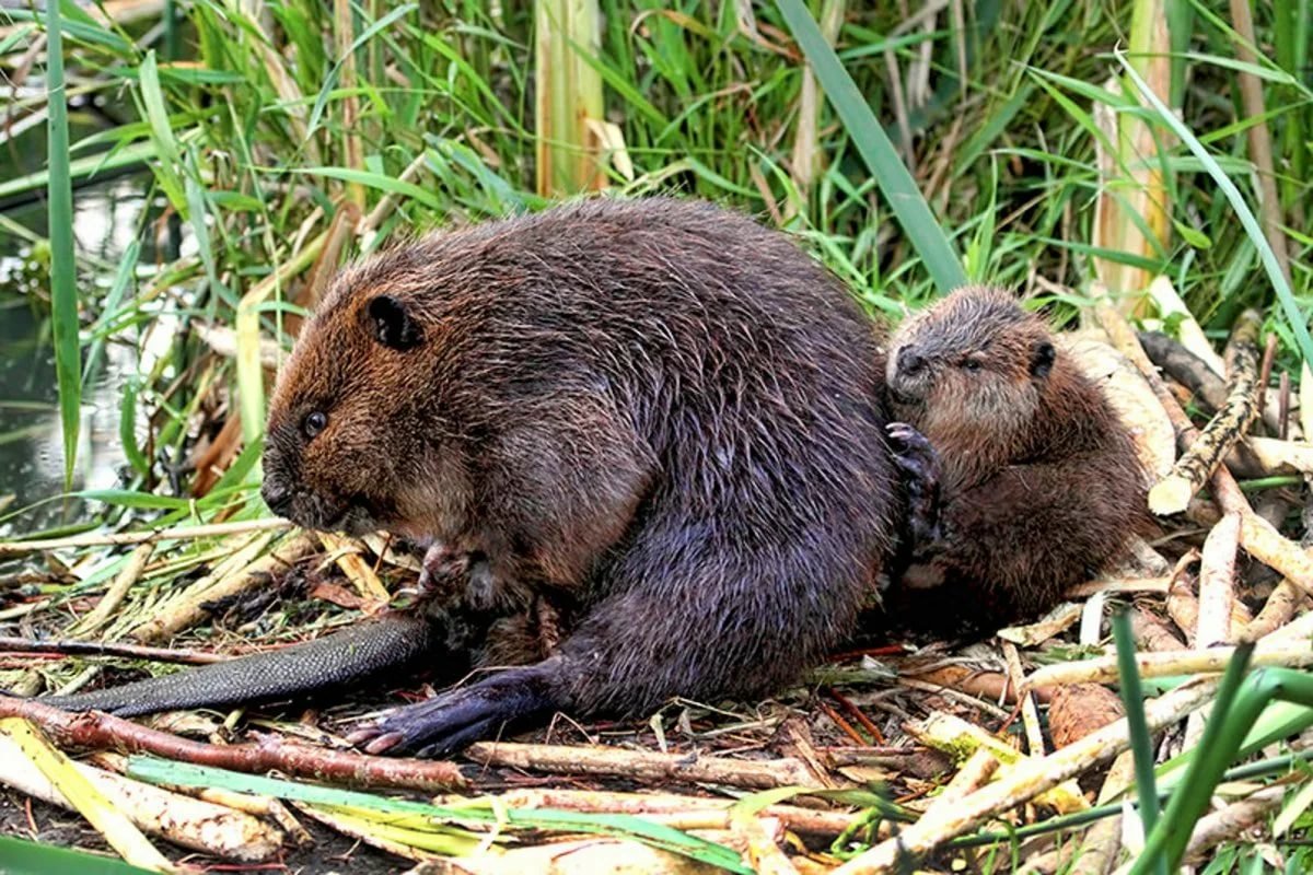 Нутрия на белом фоне