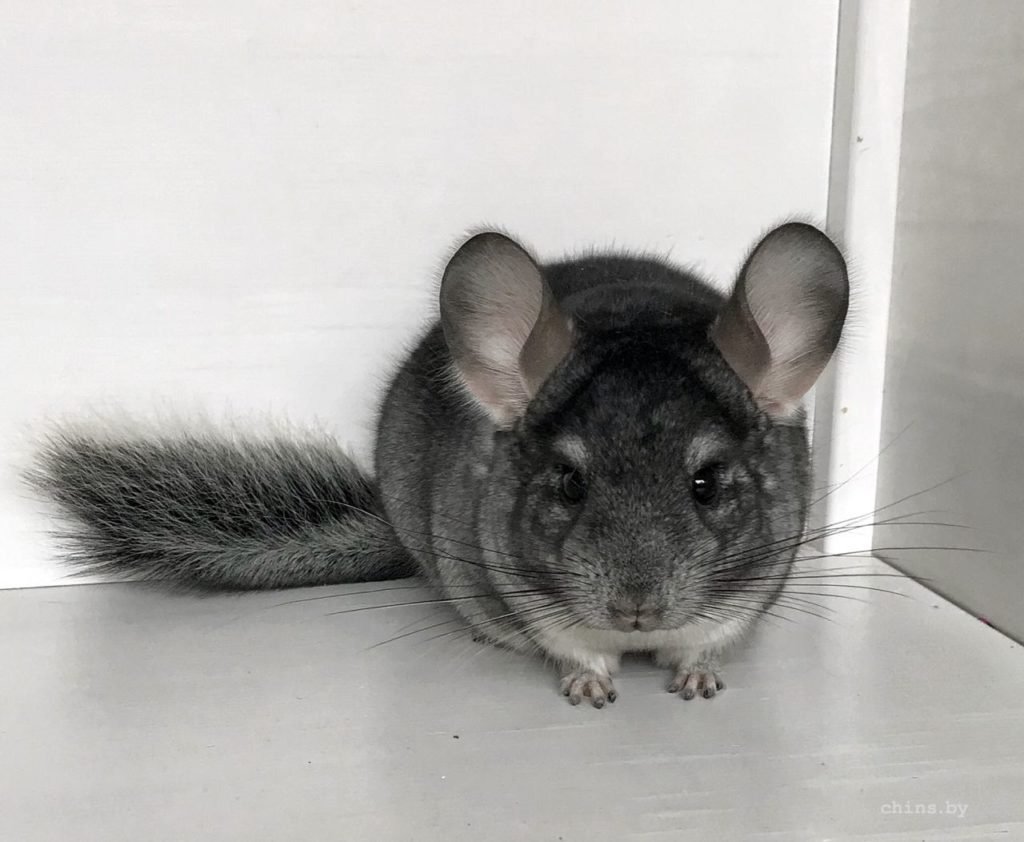 Лысая шиншилла фото
