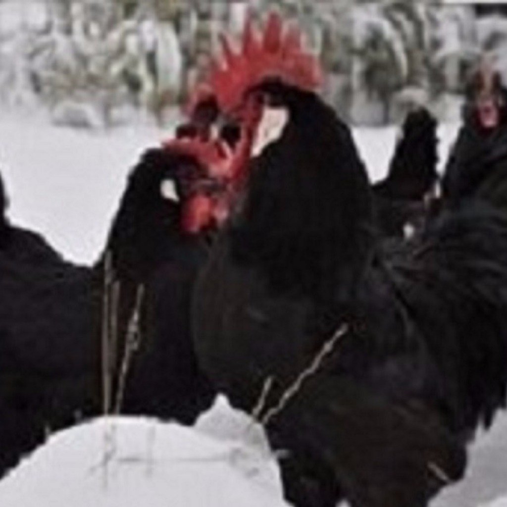 Петух Барбезье