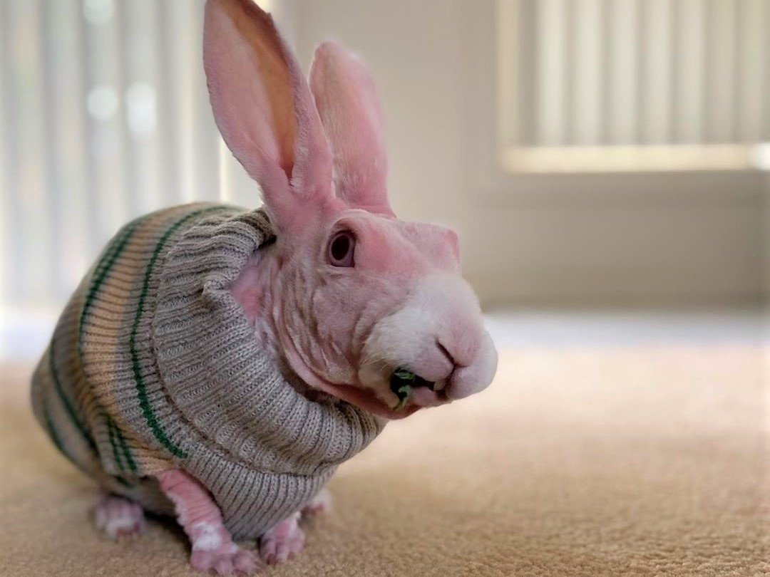 Шарообразная шиншилла