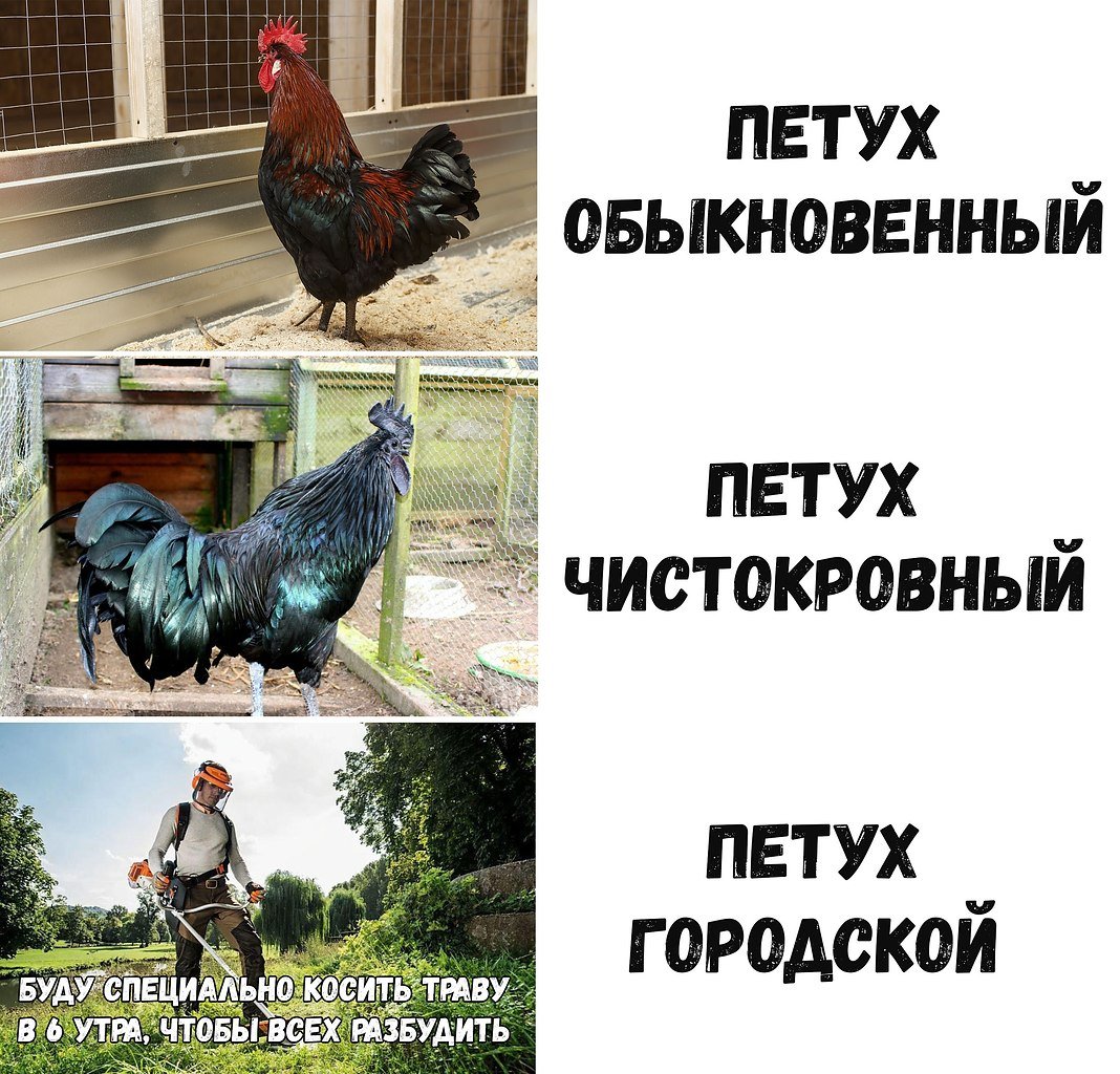 Шутки про петуха