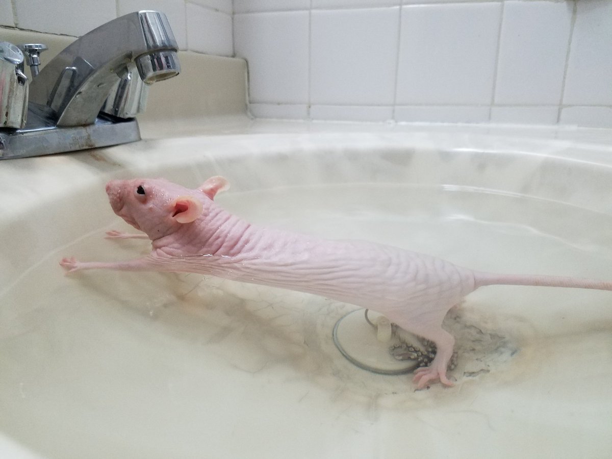 Лысая крыса Дамбо