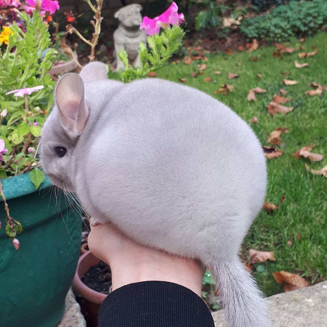 А кому щас легко крыса