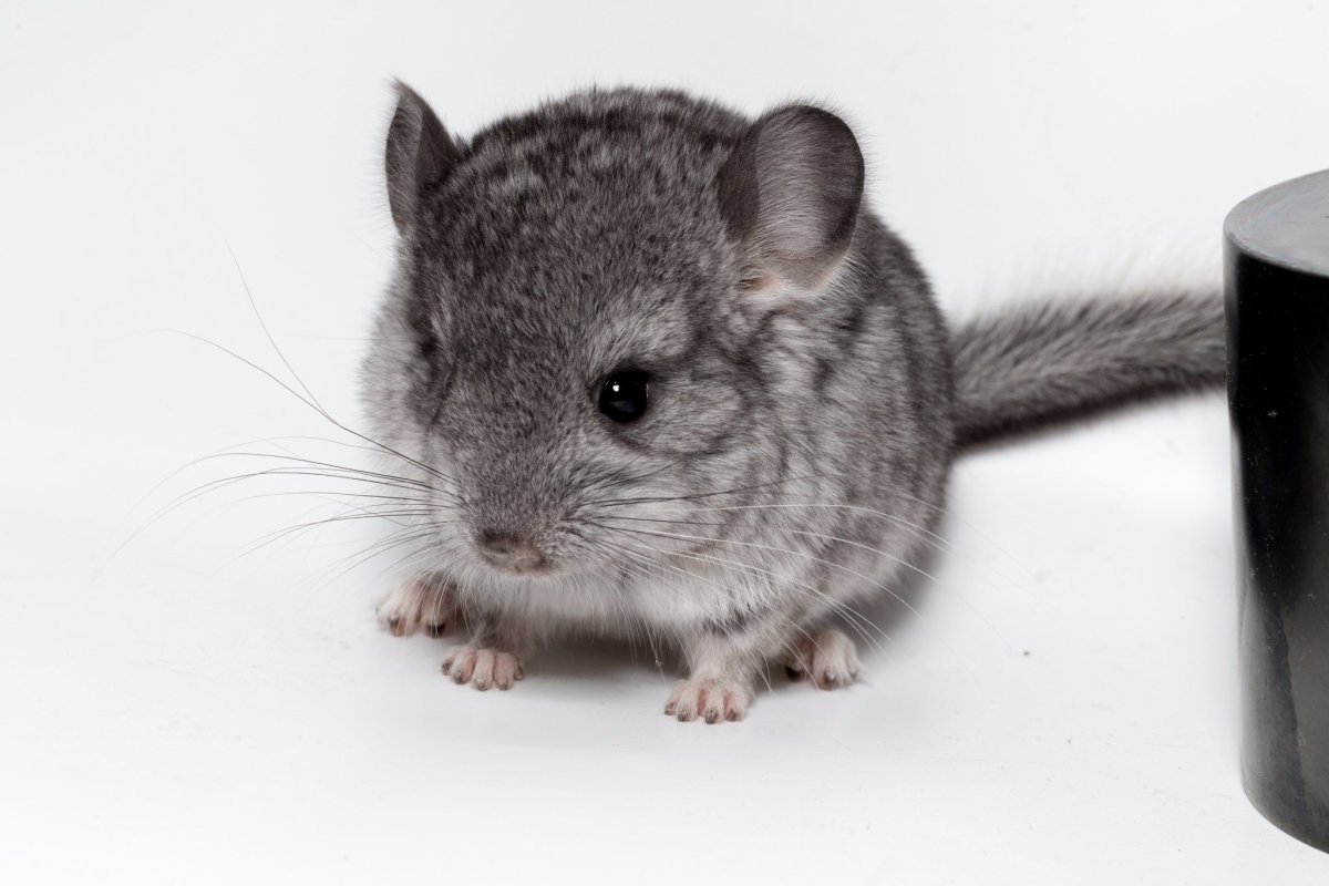 Китайская шиншилла