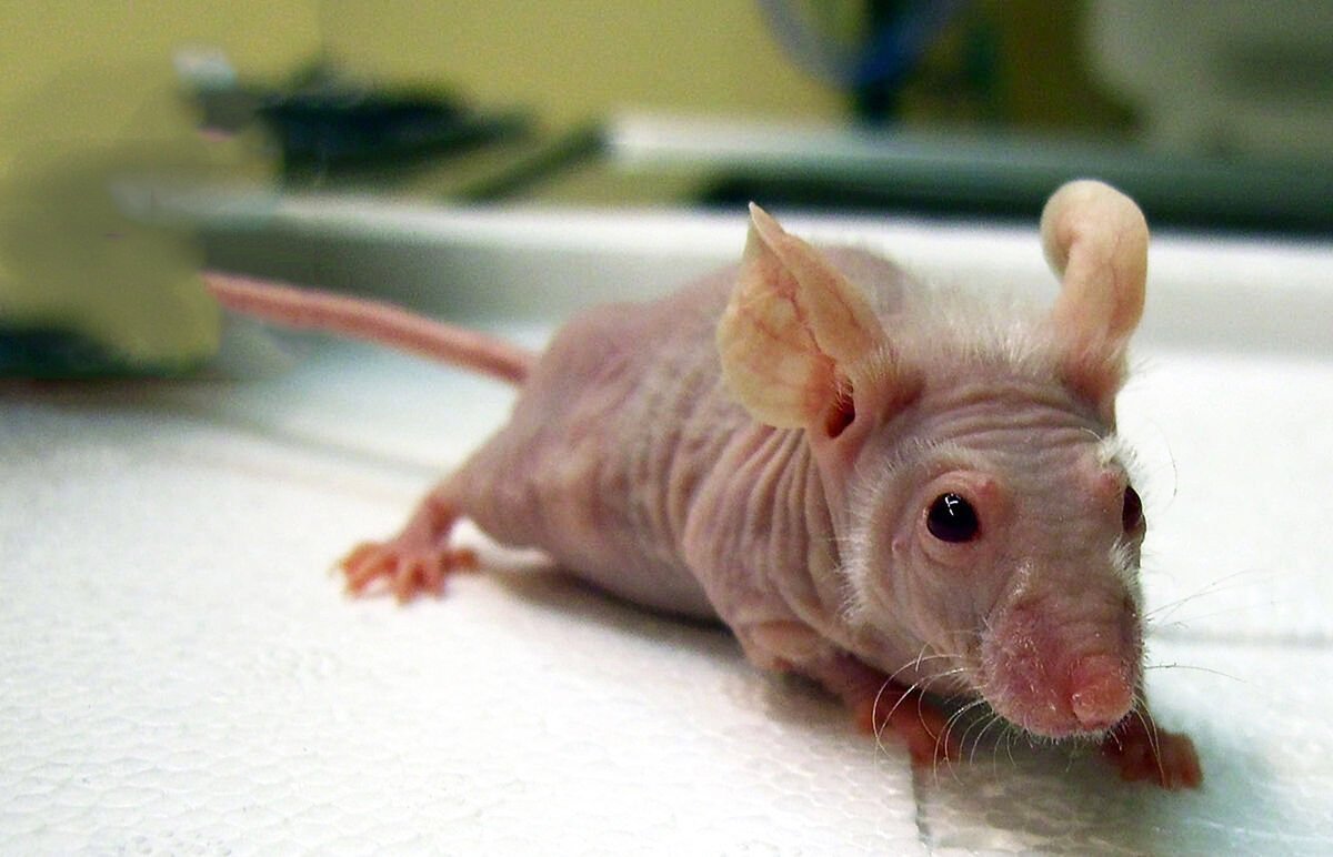 Береговая шиншилла