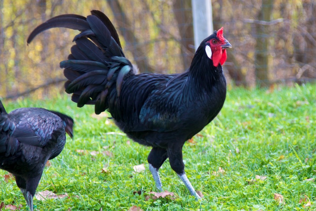 Куры породы минорка