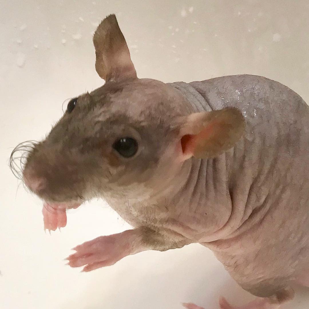 Джимшит шиншилла