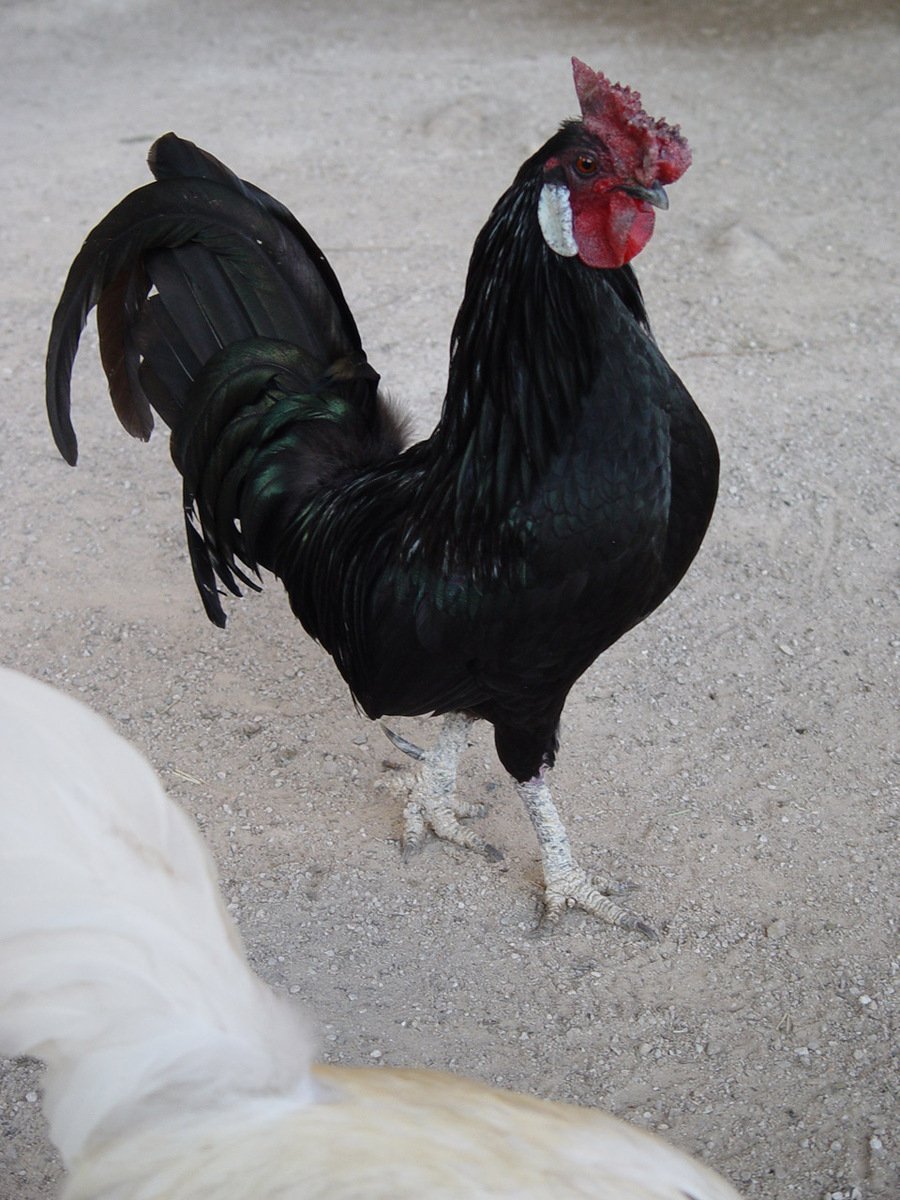 Петухи черные молодые