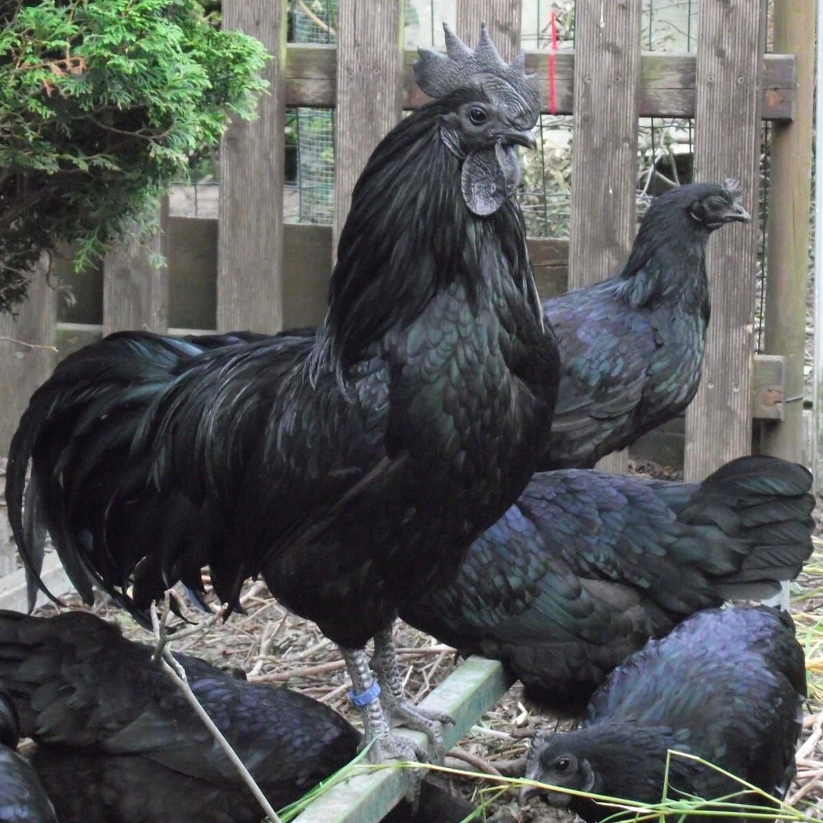 Петух породы Аям Цемани