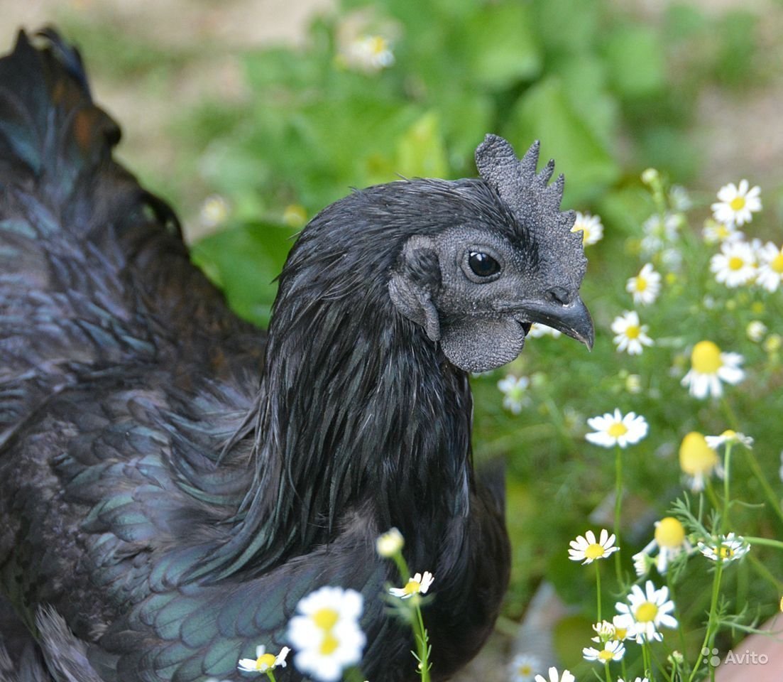 Чёрная китайская курица Ухейилюй