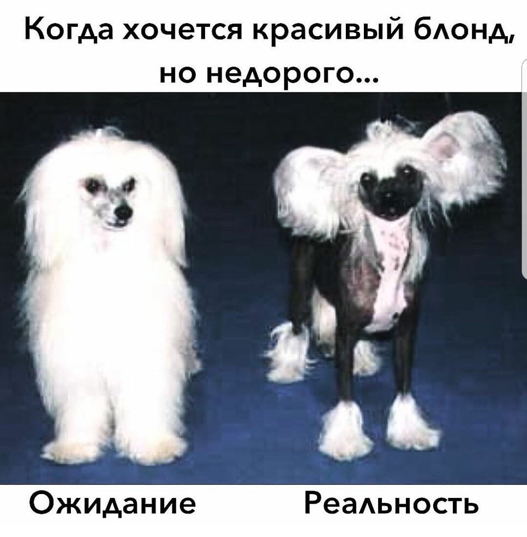 Китайская хохлатая муругий