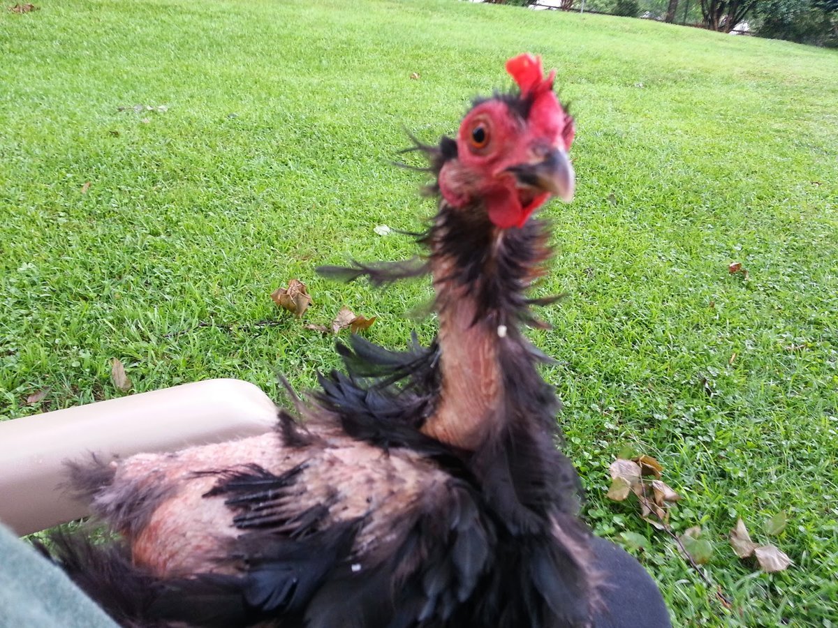 Ощипанный цыплёнок