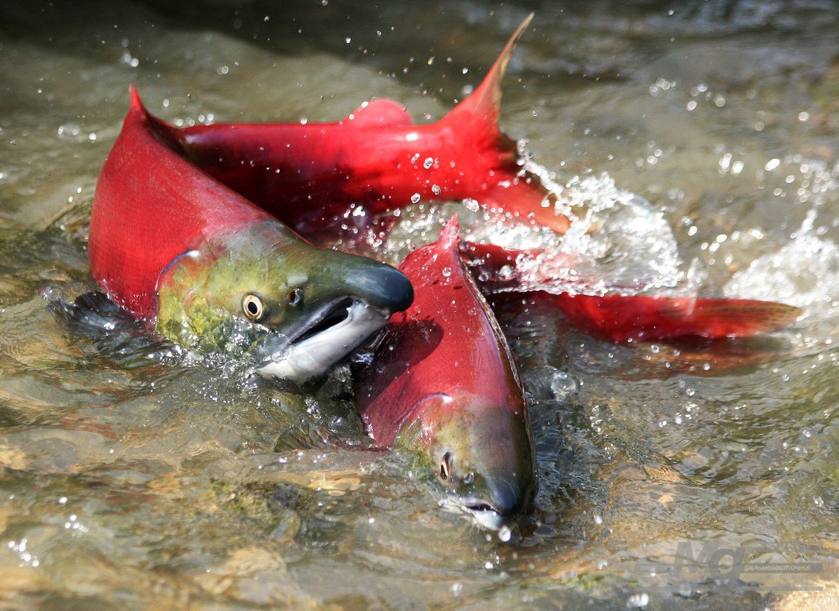 Тихоокеанский лосось нерка