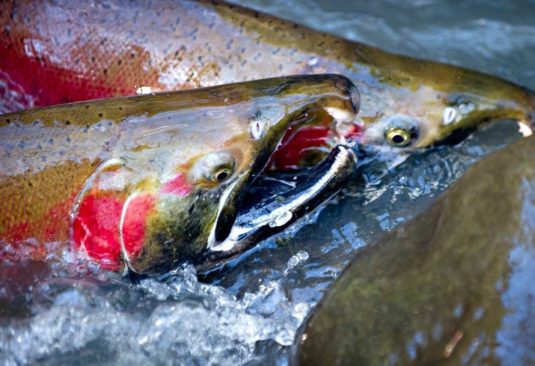 Кижуч нерестовый