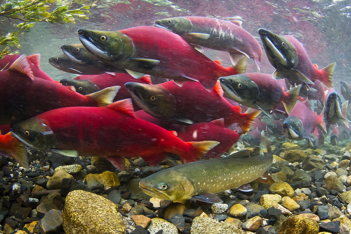 Лососеобразные нерест