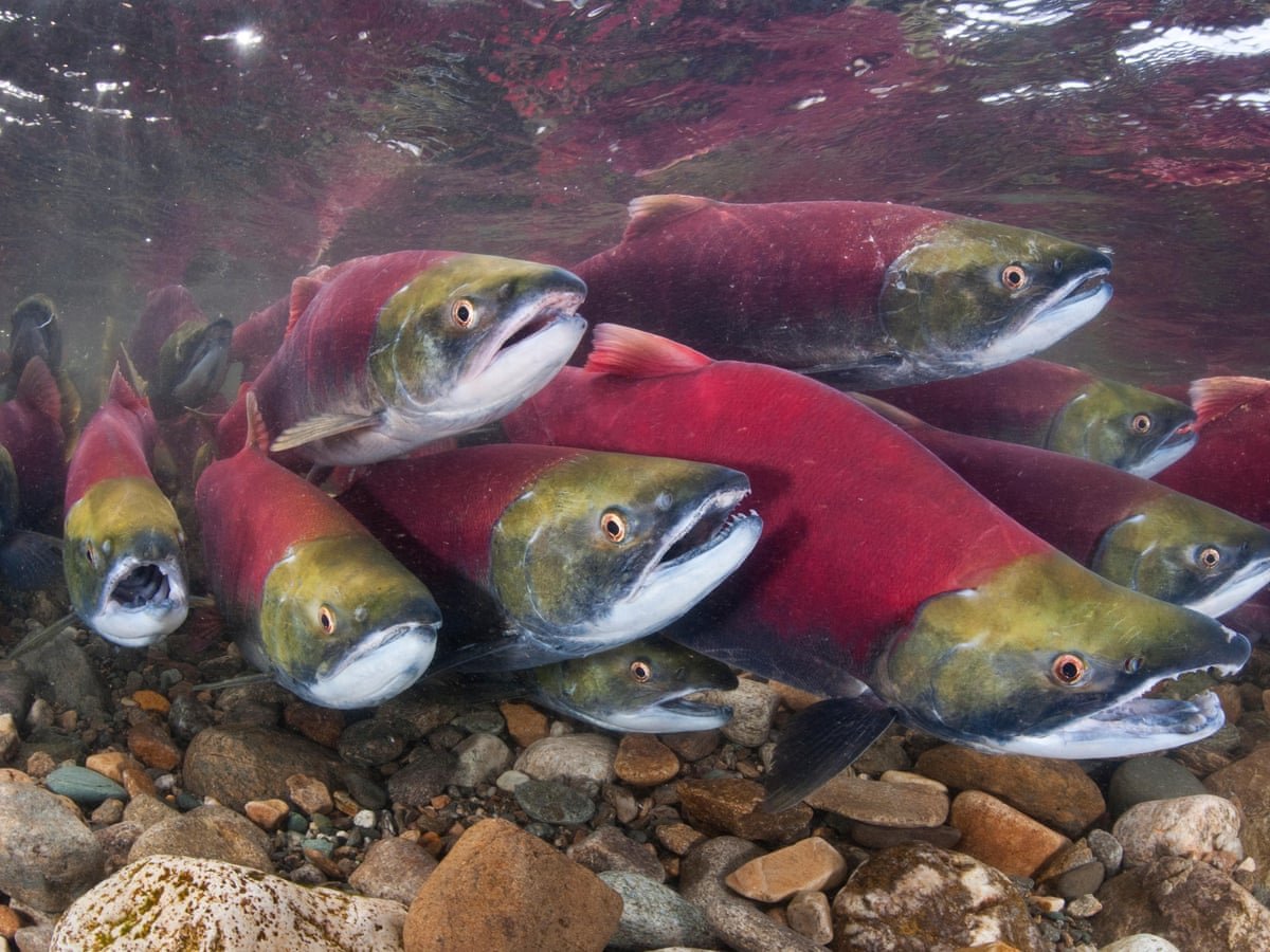 Мурманский лосось