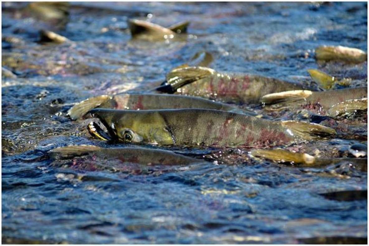 Камчатка кета ,горбуша нерест