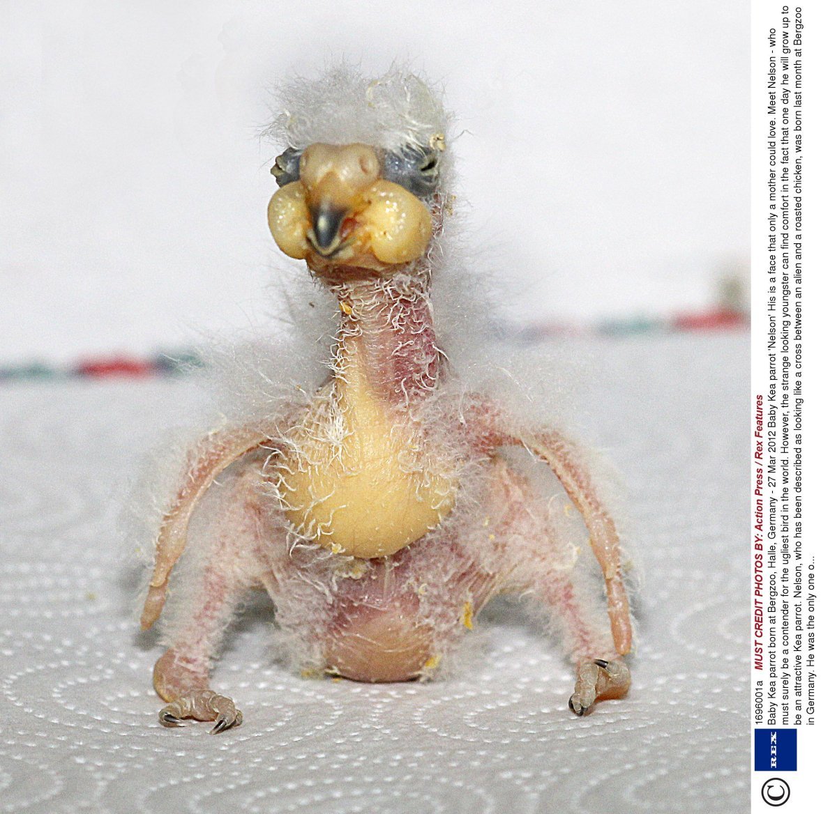 Лысый Какаду