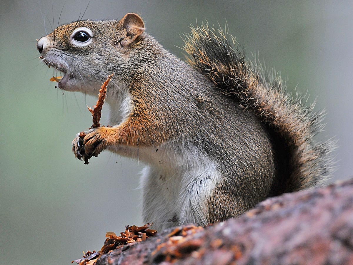 Удивленная белка