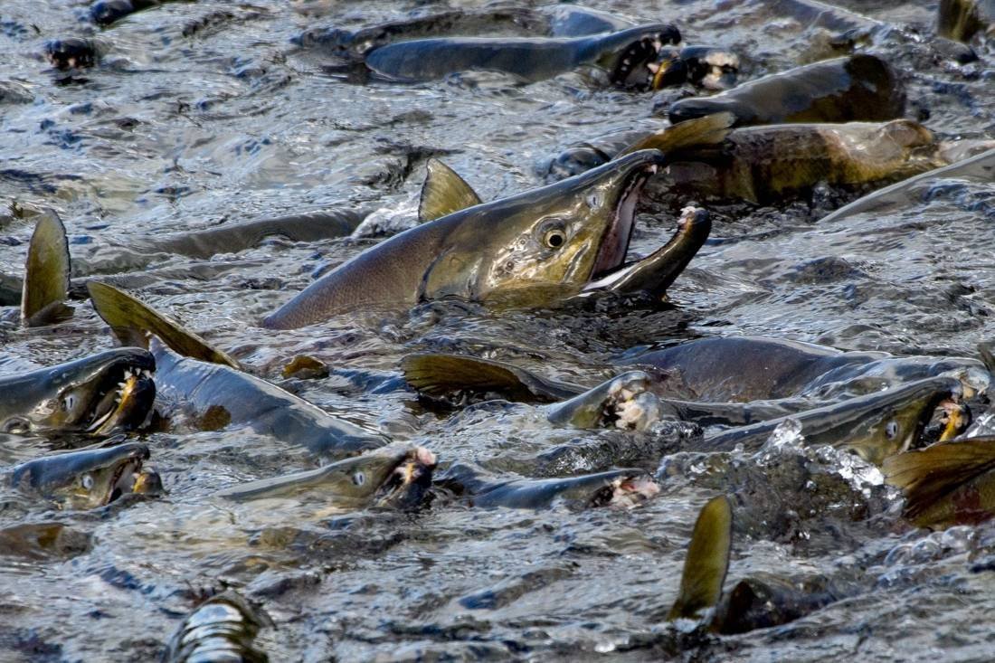 Сахалин кета на нерест