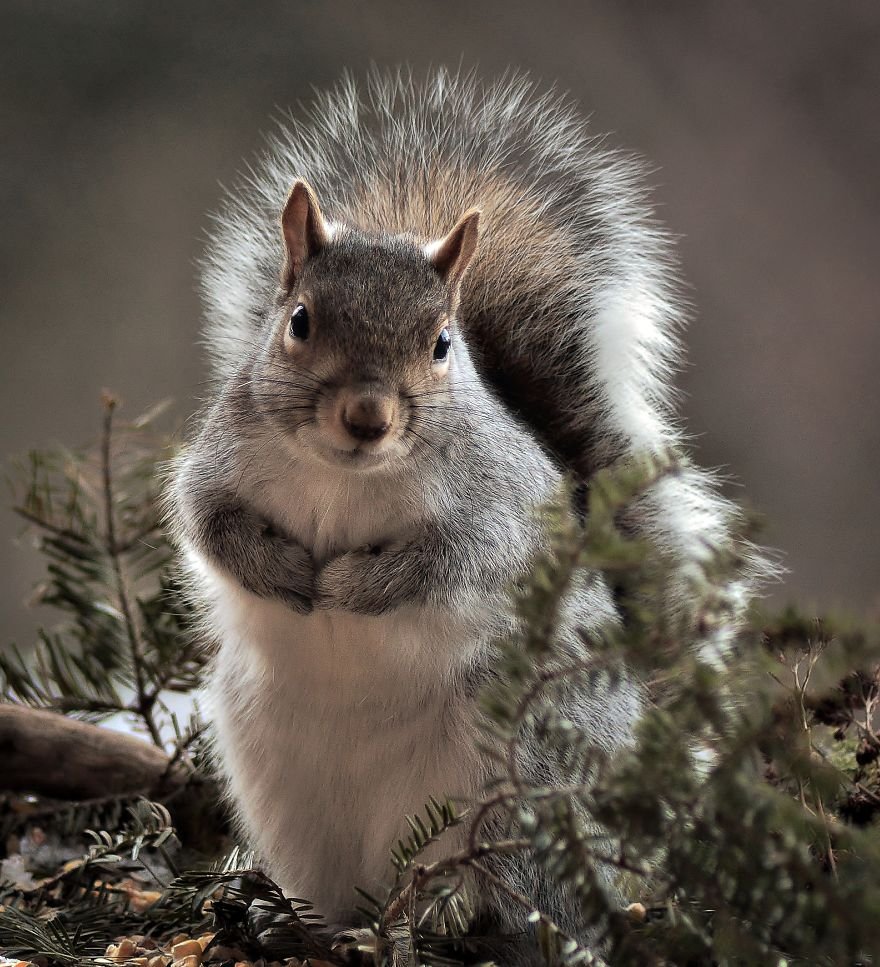 Природа звери и птицы