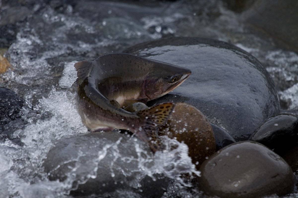 Нерест лосося на Сахалине