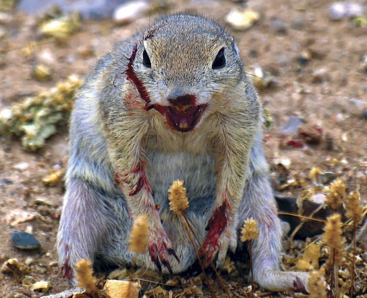 Чернобыльская белка