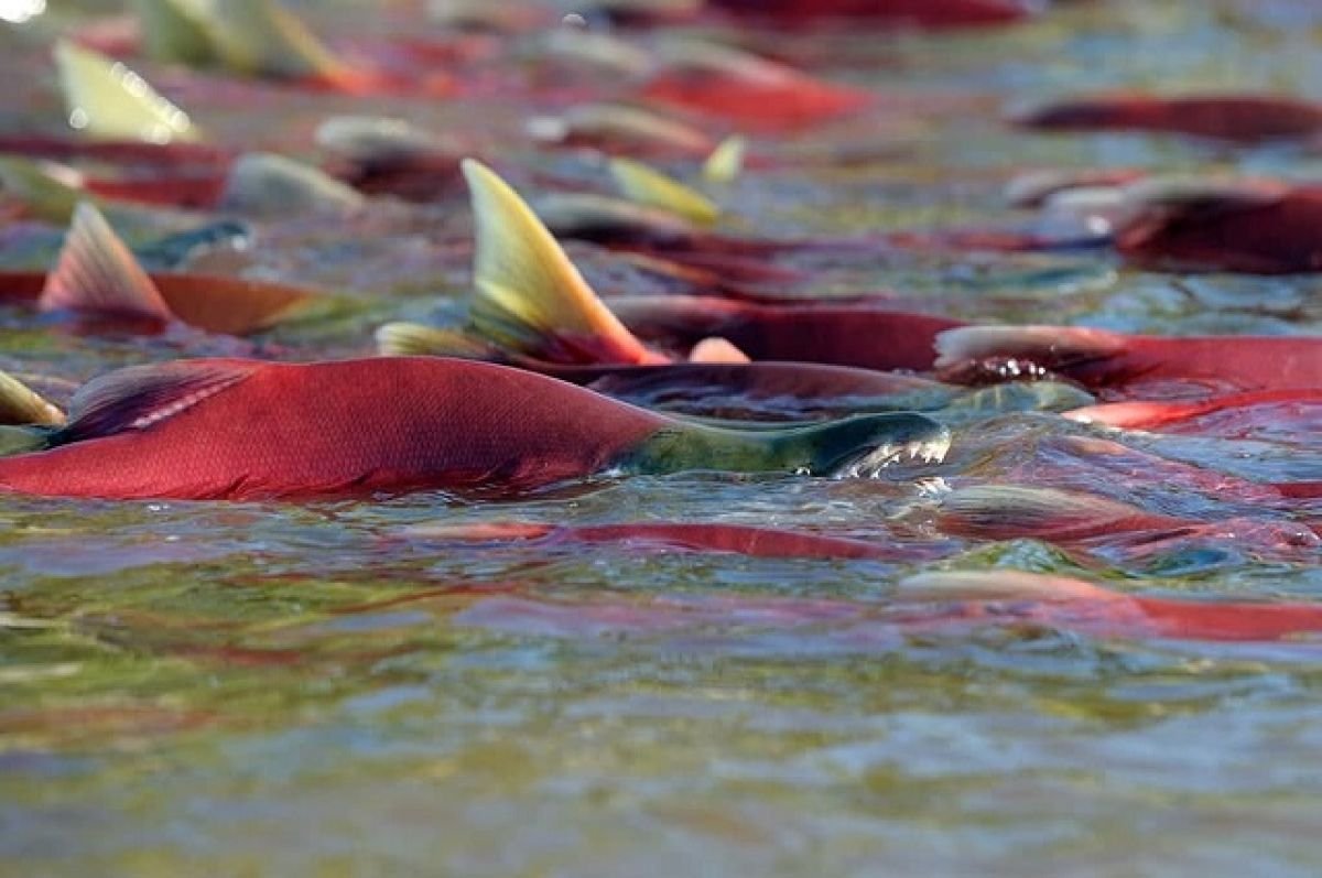 Курильское озеро нерка