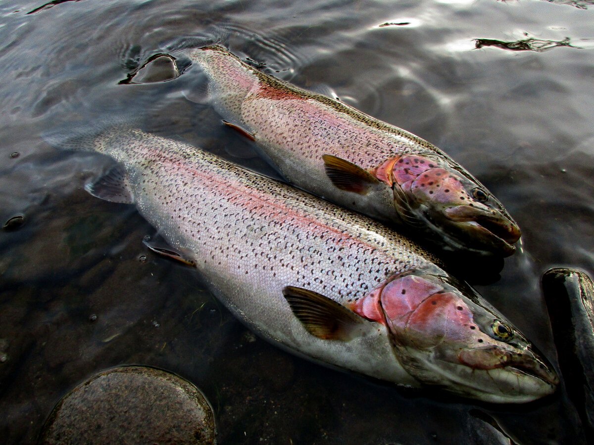 Черноморский лосось кумжа