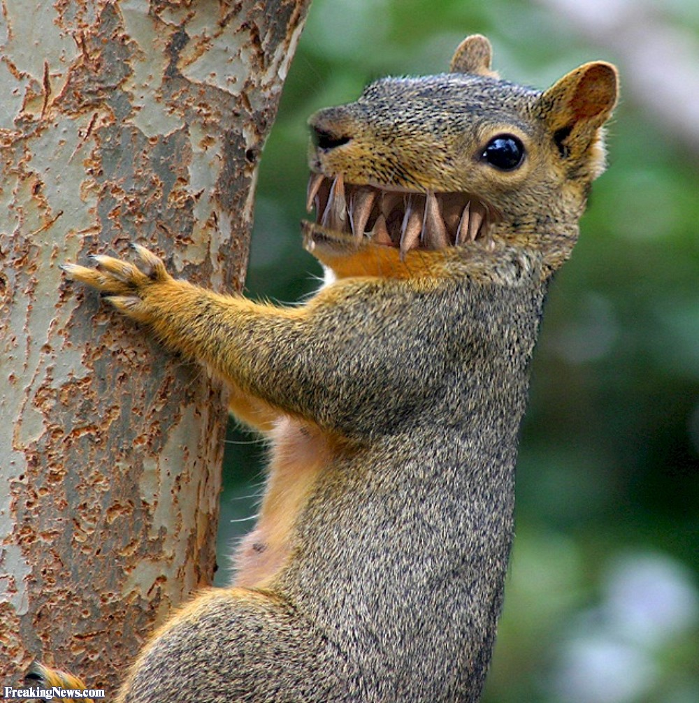 Смешные белки